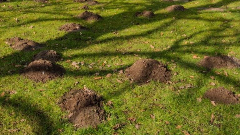 Trou dans le jardin sans monticule
