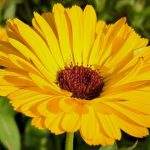 Fleur en U