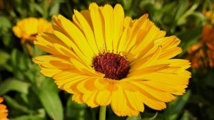 Fleur en U