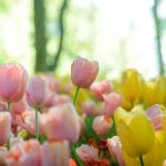 Fleur en T