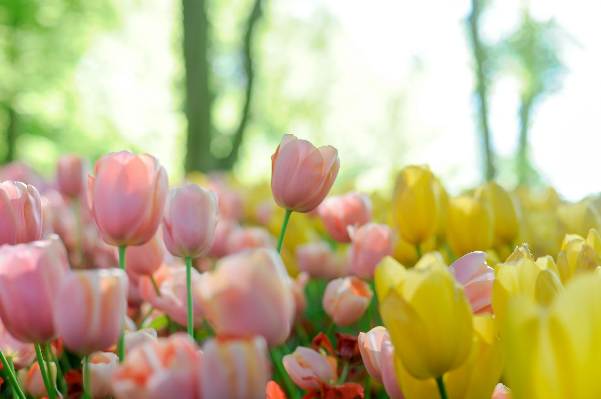 Fleur en T