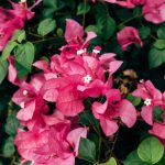 Bougainvillier perd ses fleurs