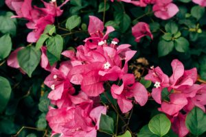 Bougainvillier perd ses fleurs
