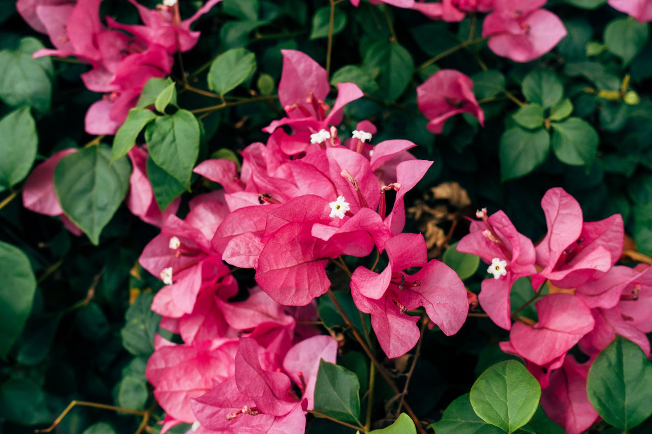 Bougainvillier perd ses fleurs