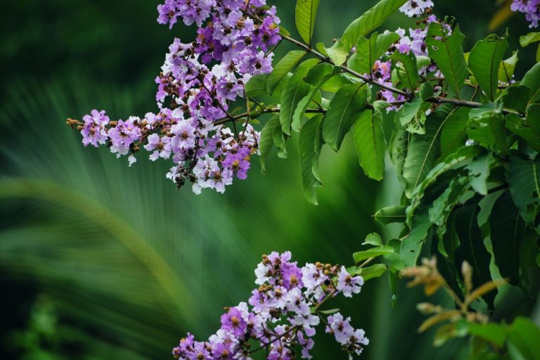Lilas des Indes qui ne fleurit pas