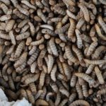 Se débarrasser des vers à queue de rat