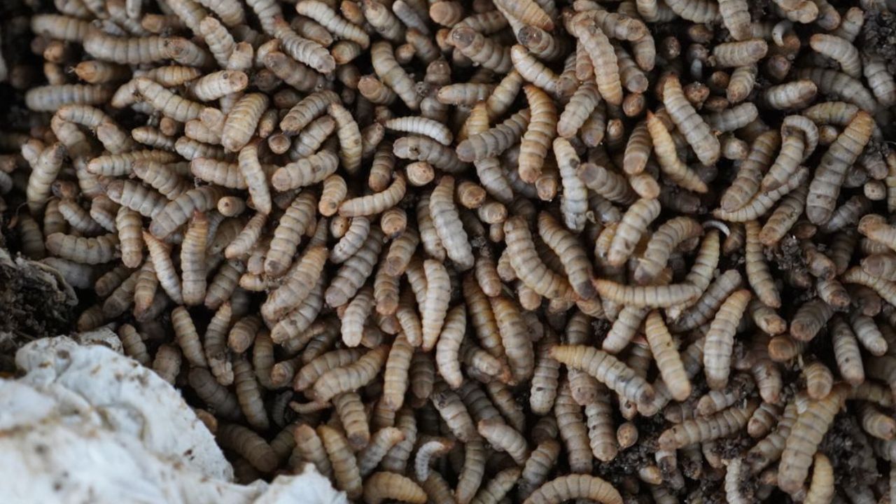 Se débarrasser des vers à queue de rat